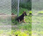 Small German Shepherd Dog