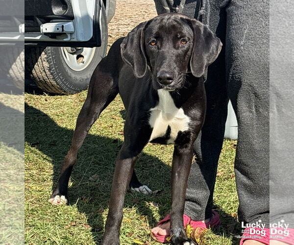 Medium Photo #1 Labrador Retriever-Unknown Mix Puppy For Sale in Washington, DC, USA