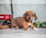 Puppy Becky Dachshund