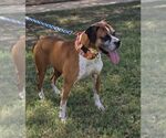 Small #7 Boxer