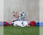 Puppy Oatmeal Dalmatian