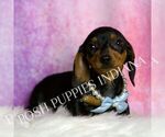 Small #4 Dachshund