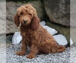 Small Photo #2 Goldendoodle Puppy For Sale in FREDERICKSBURG, OH, USA