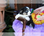 Small Photo #11 Miniature Australian Shepherd Puppy For Sale in SEQUIM, WA, USA