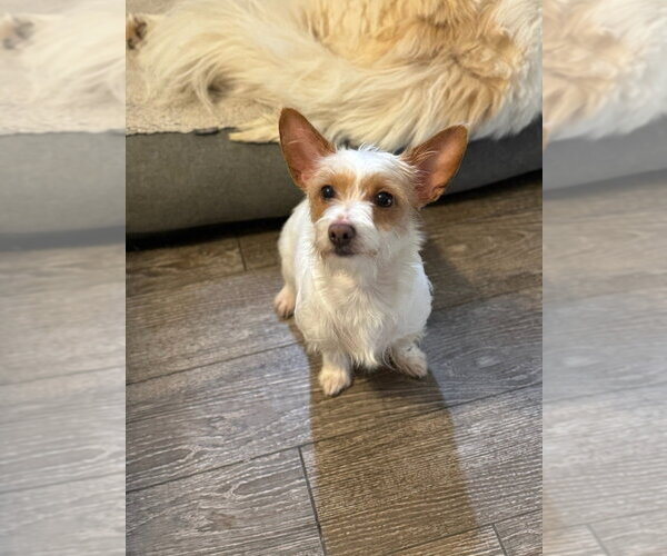 Medium Photo #3 Chihuahua-Unknown Mix Puppy For Sale in Oak Bluffs, MA, USA