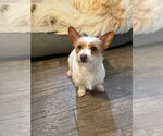 Small #2 Chihuahua Mix