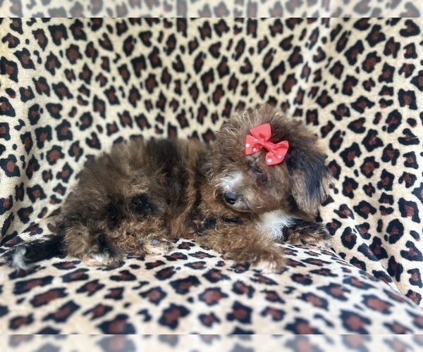 Medium Photo #7 ShihPoo Puppy For Sale in LAKELAND, FL, USA