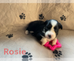 Small Photo #8 Australian Shepherd Puppy For Sale in BETHANY, CT, USA