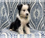 Small #8 Australian Shepherd