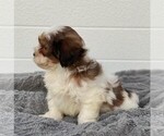 Small Photo #2 ShihPoo Puppy For Sale in MIDDLESEX, NY, USA