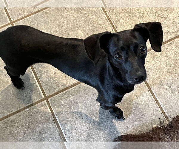 Medium Photo #4 Chiweenie Puppy For Sale in Denver , CO, USA