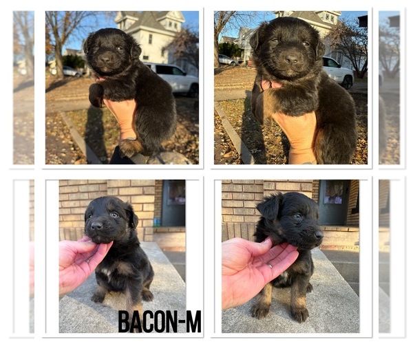 Medium Photo #5 Australian Shepherd Puppy For Sale in BUSHNELL, IL, USA