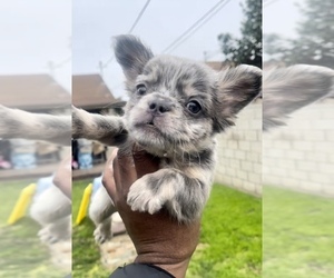 French Bulldog Puppy for sale in BEVERLY HILLS, CA, USA