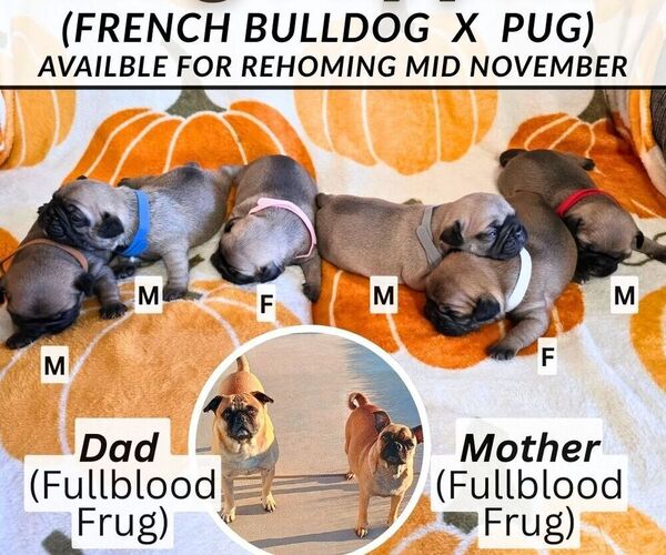Medium Photo #1 Frenchie Pug Puppy For Sale in BANGS, TX, USA