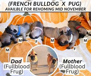 Frenchie Pug Litter for sale in BANGS, TX, USA