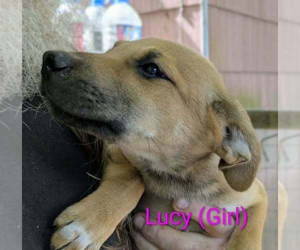 Medium Photo #2 Retriever -Unknown Mix Puppy For Sale in Aurora, IN, USA