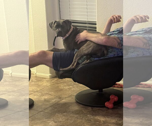 Medium Photo #4 Mutt Puppy For Sale in Goodyear, AZ, USA