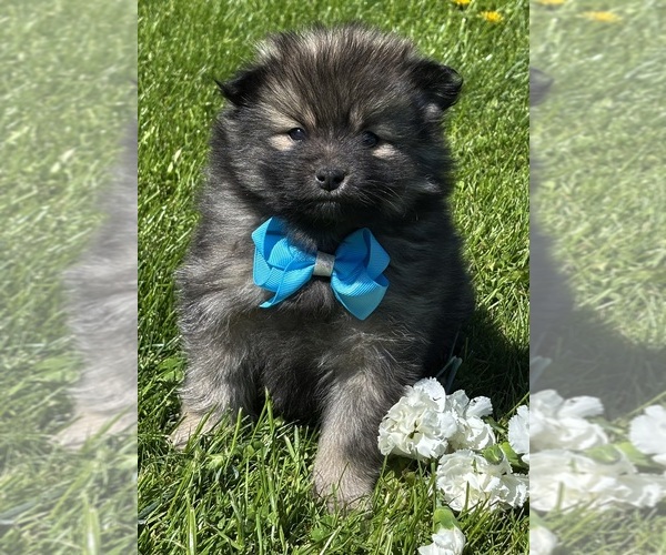 Medium Photo #2 Pomeranian Puppy For Sale in ROCK STREAM, NY, USA
