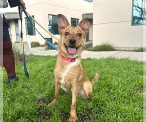 Mutt Dogs for adoption in Martinez, CA, USA