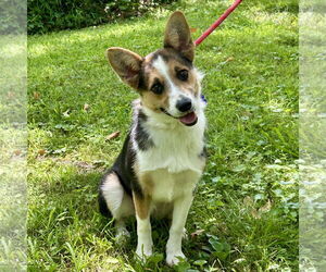 Pembroke Welsh Corgi-Unknown Mix Dogs for adoption in Batavia, OH, USA