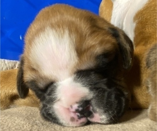 Medium Photo #6 Boxer Puppy For Sale in LAMAR, MO, USA