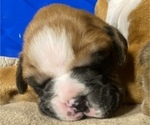 Small Photo #6 Boxer Puppy For Sale in LAMAR, MO, USA