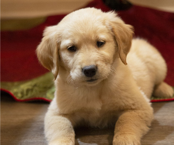 Medium Photo #1 Golden Retriever Puppy For Sale in FREDONIA, KY, USA