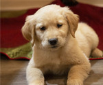 Small Photo #1 Golden Retriever Puppy For Sale in FREDONIA, KY, USA