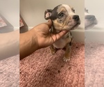 Puppy 2 American Bully