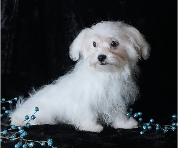 Medium Photo #3 Maltese Puppy For Sale in ROCK VALLEY, IA, USA
