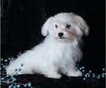 Small #2 Maltese