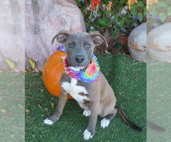 Medium Photo #2 American Pit Bull Terrier-Unknown Mix Puppy For Sale in Oklahoma City, OK, USA