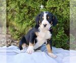 Small #3 Greater Swiss Mountain Dog