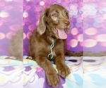 Small Photo #7 Labradoodle Puppy For Sale in BURNS, TN, USA