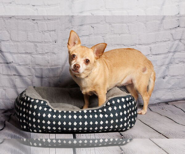 Medium Photo #11 Chihuahua-Unknown Mix Puppy For Sale in McKinney, TX, USA