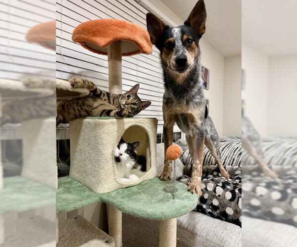 Medium Photo #5 Mutt Puppy For Sale in Garden City, NY, USA