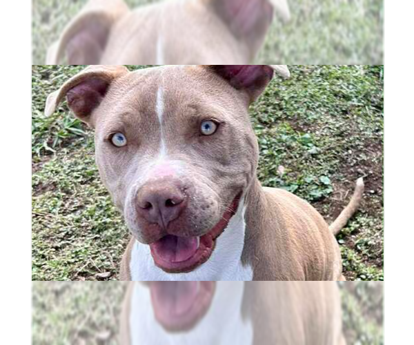 Medium Photo #1 Mutt Puppy For Sale in Abbeville, LA, USA