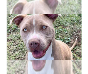 Mutt Dogs for adoption in Abbeville, LA, USA