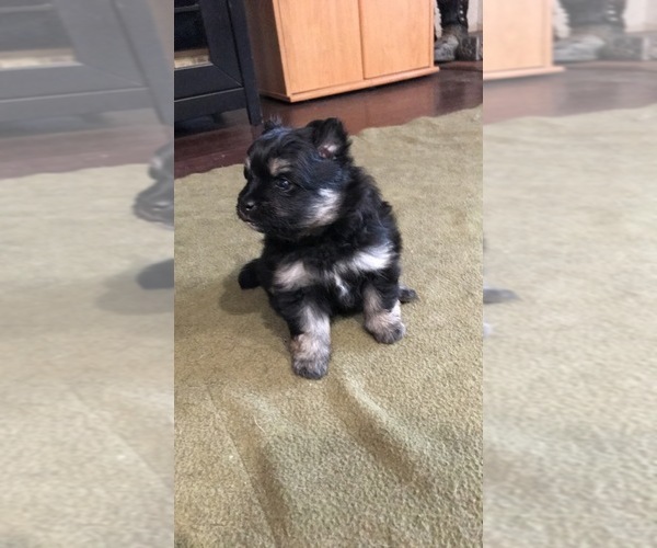 Medium Photo #2 Pomsky Puppy For Sale in SUBLIMITY, OR, USA