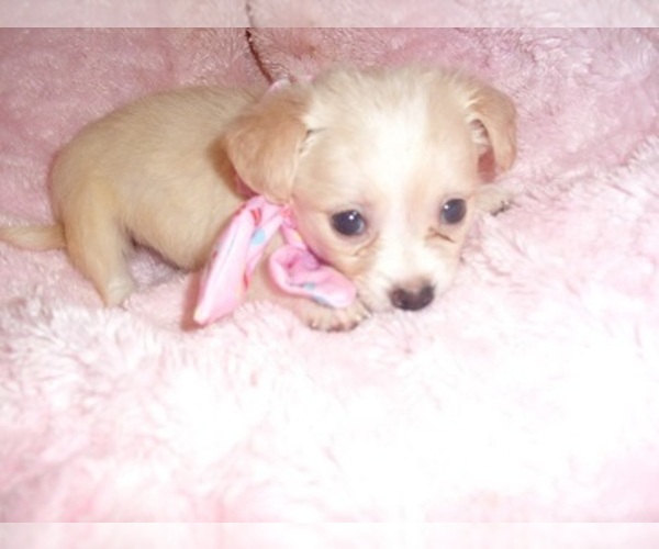 Medium Photo #7 Chihuahua Puppy For Sale in JACKSON, MS, USA