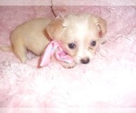 Small #6 Chihuahua