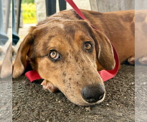 Cherokee - Female Mutt Dog for Adoption - Photo #4