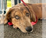 Small Photo #4 Mutt Puppy For Sale in Canton, CT, USA