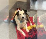 Small #1 Australian Shepherd Mix