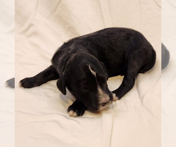 Medium Photo #8 F2 Aussiedoodle Puppy For Sale in COLUMBIA, TN, USA