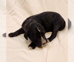 Small #7 F2 Aussiedoodle