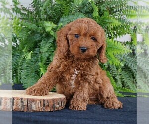 Cavapoo Puppy for sale in NARVON, PA, USA