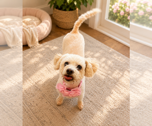 Maltipoo (Miniature) Dogs for adoption in Phoenix, AZ, USA
