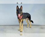 Small #1 German Shepherd Dog