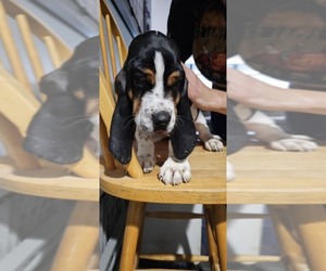 Basset Hound Puppy for sale in NEW BRAUNFELS, TX, USA